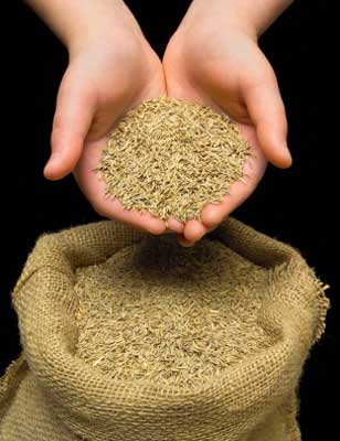 seed bag